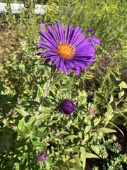 Symphyotrichum oblongifolium