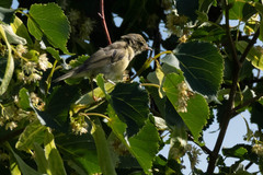 Phylloscopus trochilus