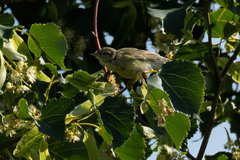 Phylloscopus trochilus