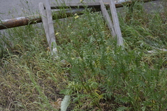 Tanacetum vulgare