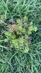Lepidium virginicum