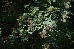 Cupania