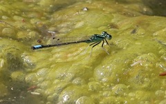 Ischnura perparva
