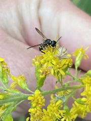 Ancistrocerus