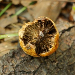 Amphibolips confluenta