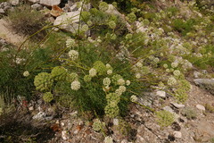 Angelica lineariloba