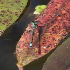 Ischnura perparva
