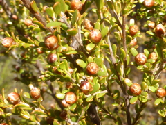 Myrtoideae