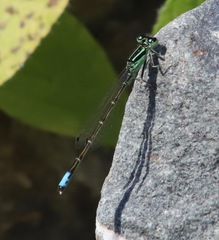 Ischnura perparva
