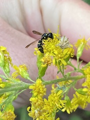 Ancistrocerus