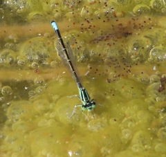 Ischnura perparva