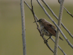 Chalcomitra fuliginosa
