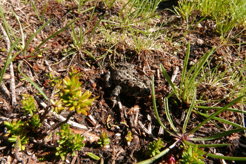 iNaturalist observation photo of Yosemite Toad