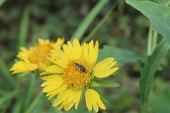 Acmaeodera