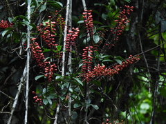 Sarcopera anomala