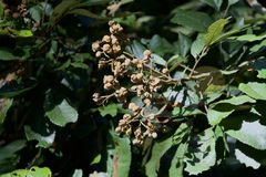 Cupania