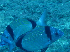 Diplodus vulgaris