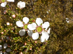 Myrtoideae