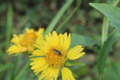 Acmaeodera