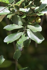 Cupania