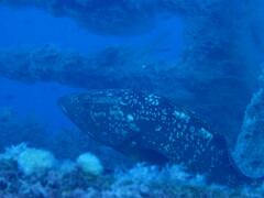 Epinephelus marginatus