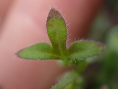 Nemophila breviflora