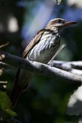 Myiodynastes maculatus