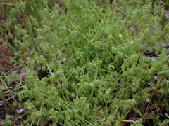 Nemophila breviflora