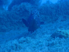Epinephelus marginatus