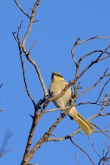 Gavicalis virescens