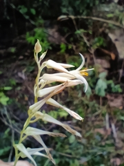 Pitcairnia singularis