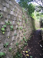 Melicytus ramiflorus