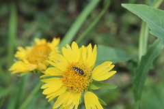 Acmaeodera
