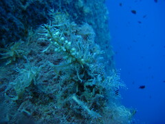 Sargassum sinclairii