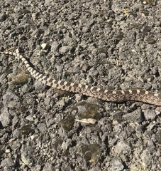 Pituophis catenifer deserticola