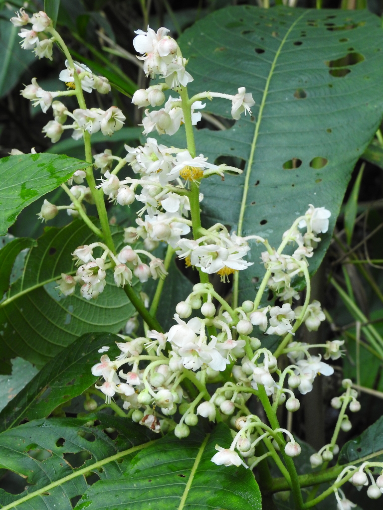 Saurauia pulchra