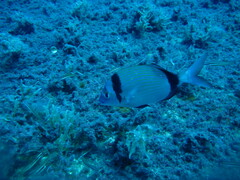 Diplodus vulgaris