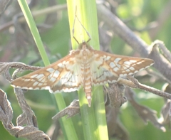 Epipagis fenestralis
