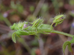 Nemophila breviflora