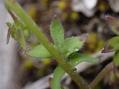 Nemophila breviflora