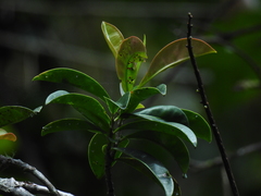 Sarcopera anomala