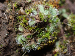 Riccia trichocarpa