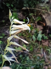 Pitcairnia singularis