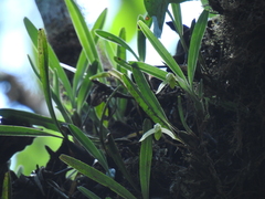 Maxillaria acuminata