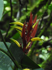 Heliconia venusta