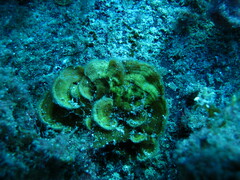 Lobophora variegata