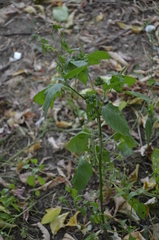 Solanum nigrum