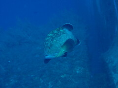 Epinephelus marginatus