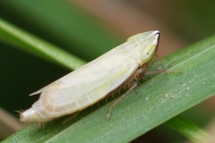 Arthaldeus striifrons