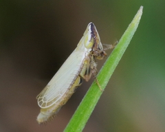 Arthaldeus striifrons